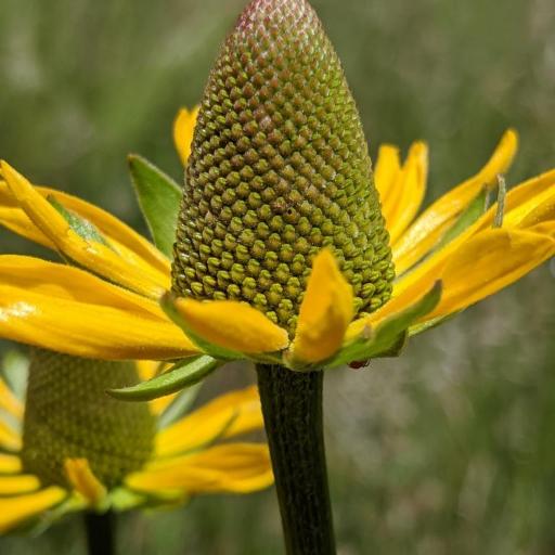 Rudbeckia californica other