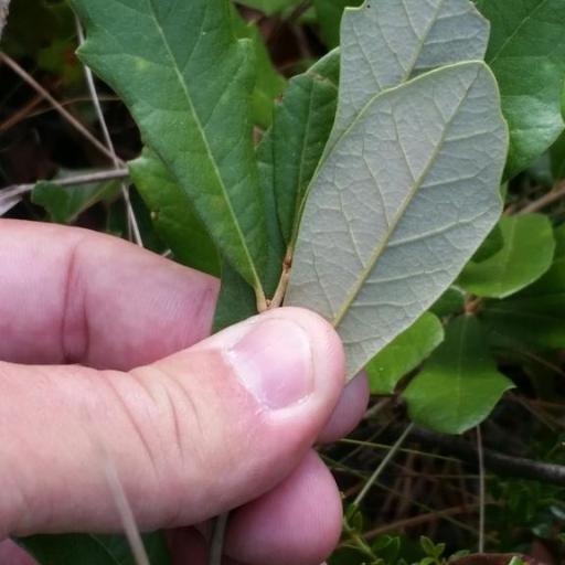 Quercus minima other