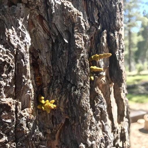 Arceuthobium vaginatum other