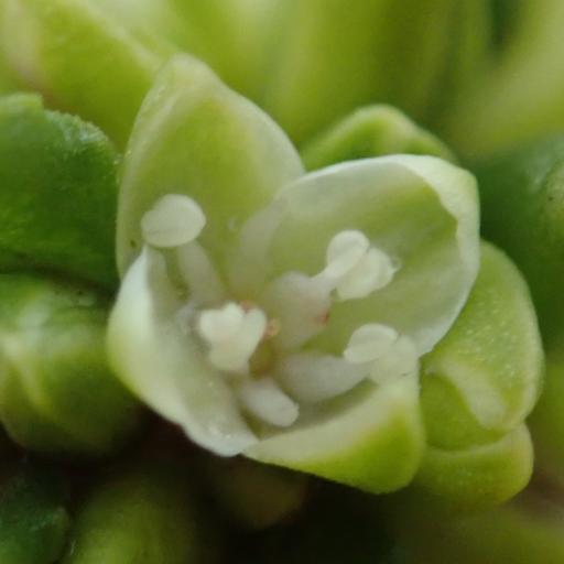 Koenigia alpina other