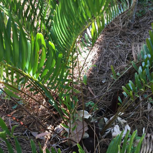 Zamia integrifolia other