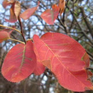 Amelanchier × lamarckii