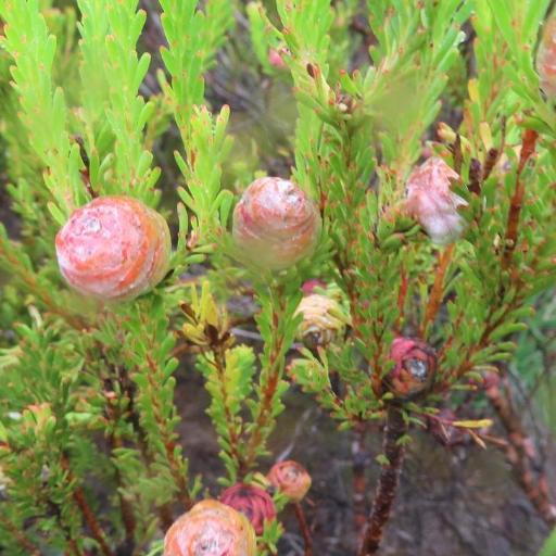 Leucadendron linifolium other