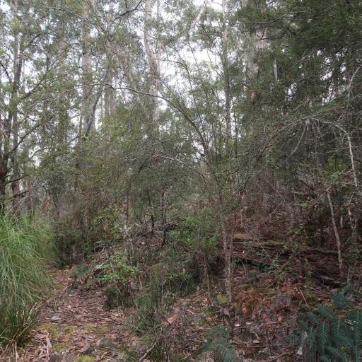 Coprosma quadrifida other