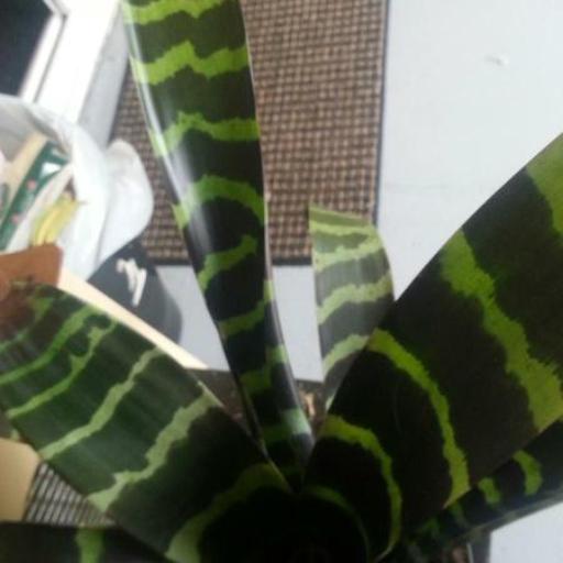 Lutheria splendens other