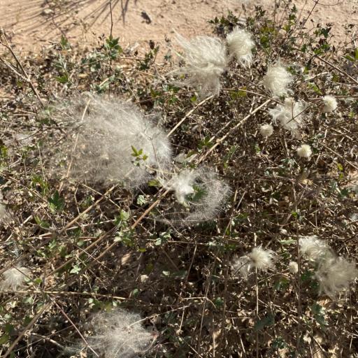 Clematis drummondii — search result for 'Clematis'