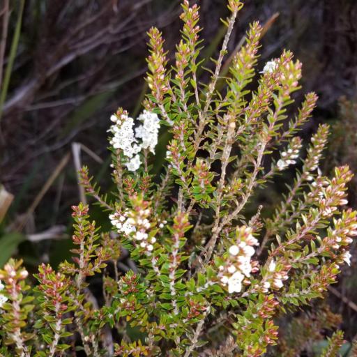 Epacris pauciflora other