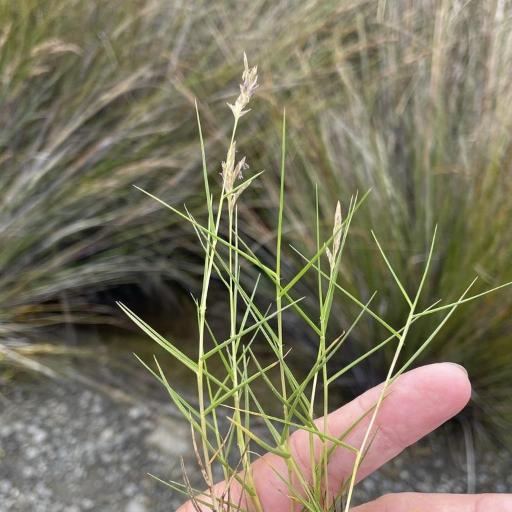 Distichlis distichophylla other