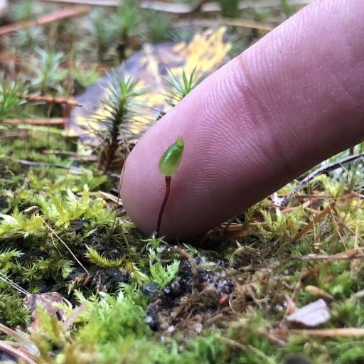 Buxbaumia aphylla — houseplant care guide