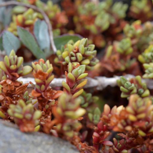 Crassula moschata — houseplant care guide