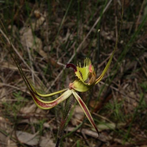Caladenia falcata other