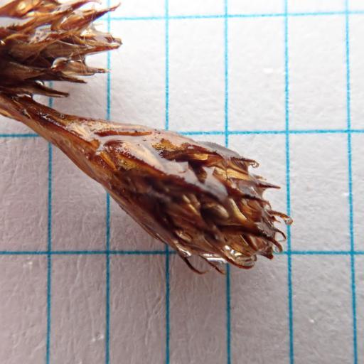 Carex projecta other