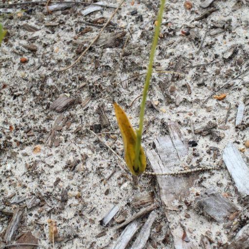 Thelymitra benthamiana other