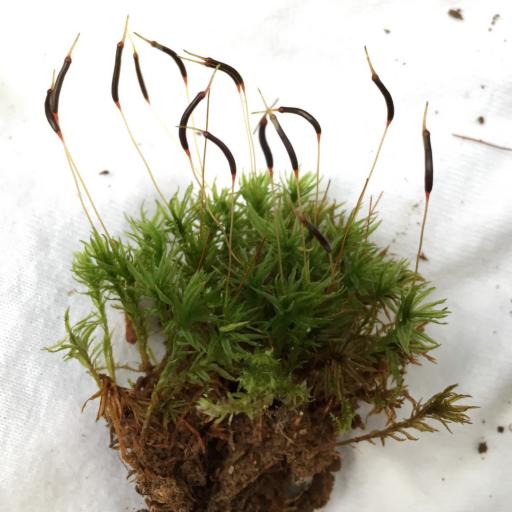 Atrichum altecristatum — related species from the same genus