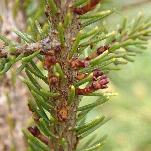 Arceuthobium pusillum — search result for 'Arceuthobium'