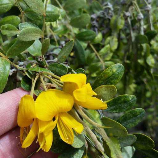 Sophora chrysophylla other