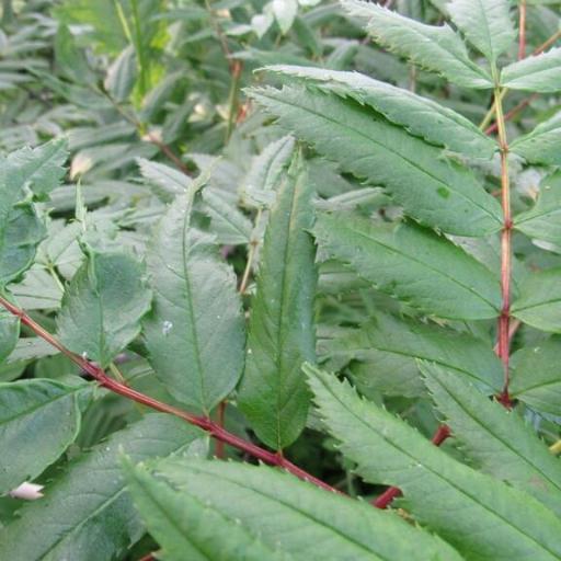 Sorbus sambucifolia other