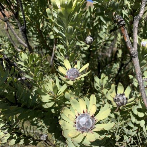 Leucadendron pubescens — search result for 'Protea'