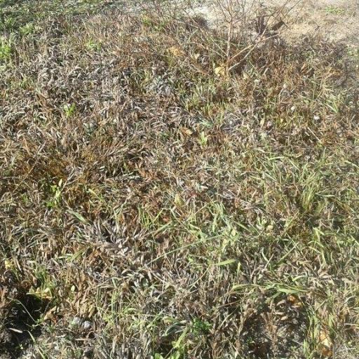 Leucospermum hypophyllocarpodendron other