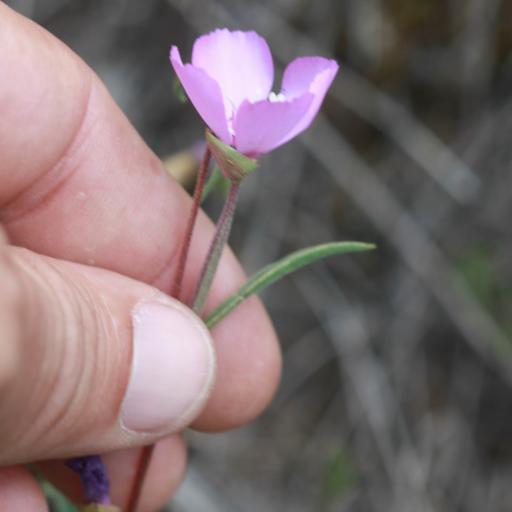 Clarkia gracilis other
