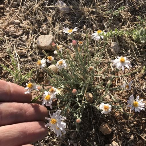 Chaetopappa ericoides — houseplant care guide