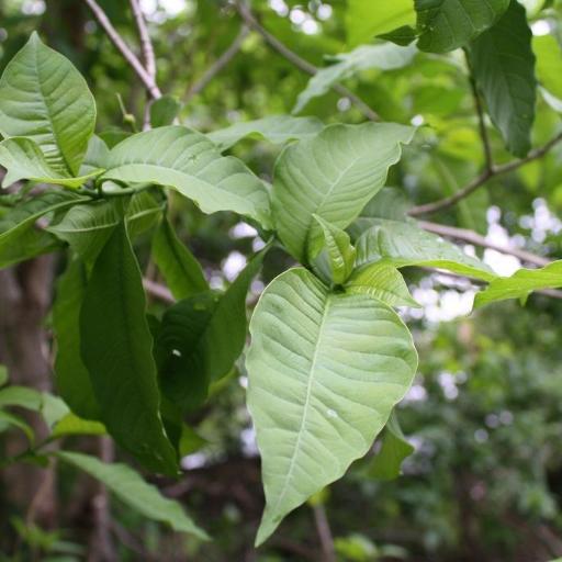 Tabernaemontana tomentosa — search result for 'Tabernaemontana'
