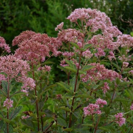 Eutrochium dubium other