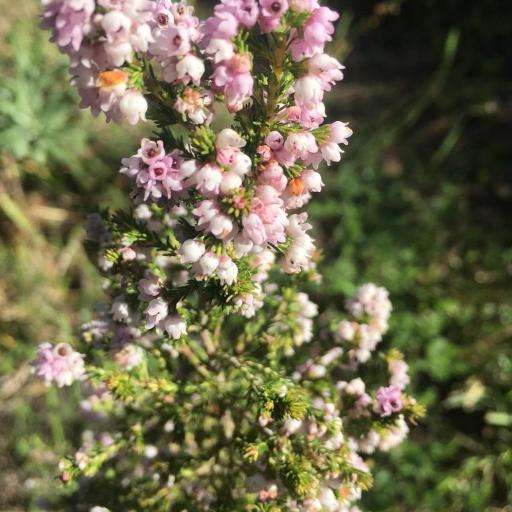 Erica mauritanica other