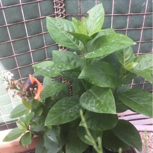 Pseuderanthemum maculatum — search result for 'Pseuderanthemum'