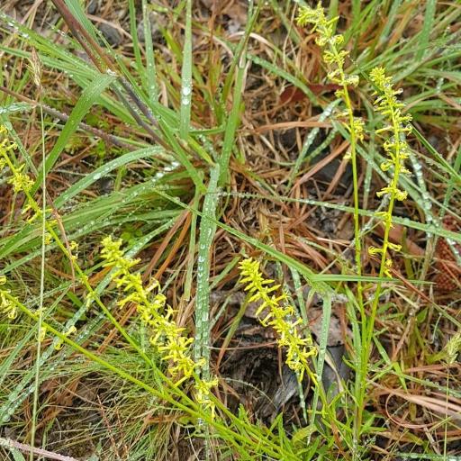 Stackhousia viminea other