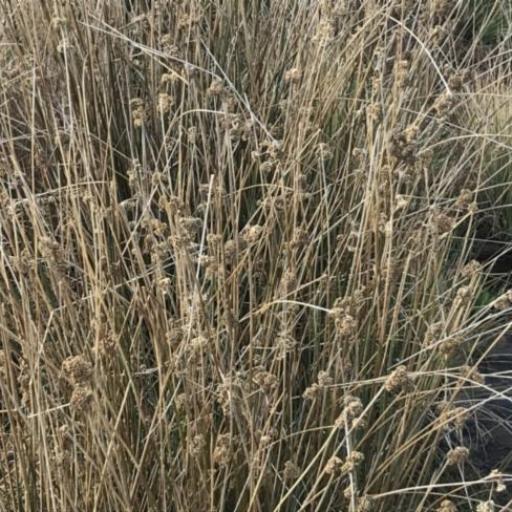 Juncus australis — houseplant care guide