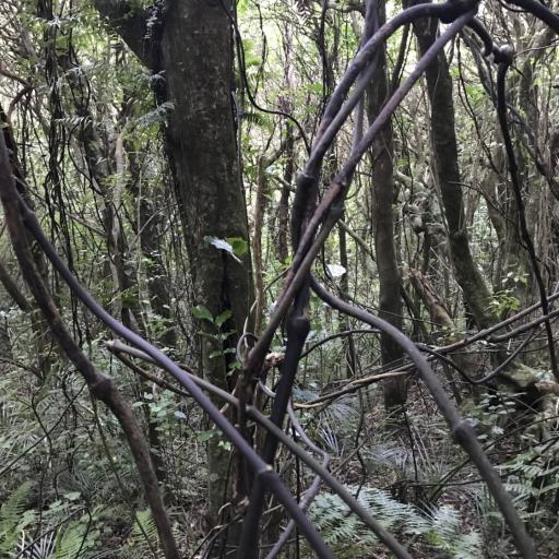 Ripogonum scandens — houseplant care guide