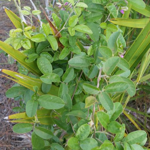 Galactia regularis — houseplant care guide