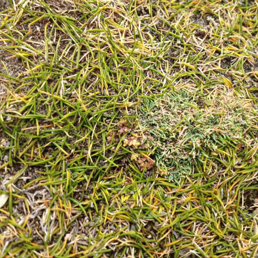 Zoysia minima — related species from the same genus