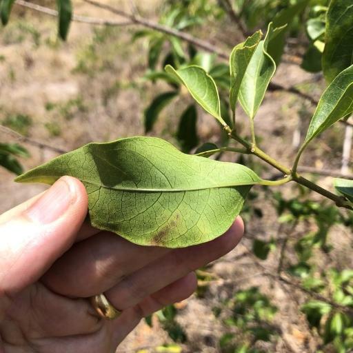 Clerodendrum floribundum — search result for 'Clerodendrum'
