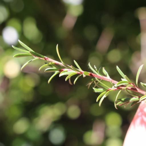 Kunzea robusta — houseplant care guide