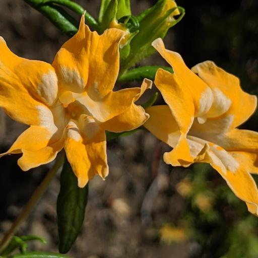 Diplacus linearis — related species from the same genus