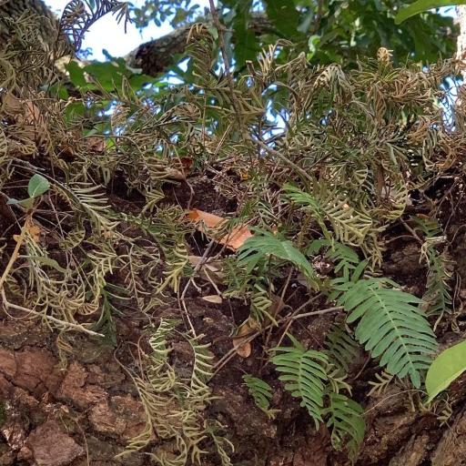 Pleopeltis michauxiana other