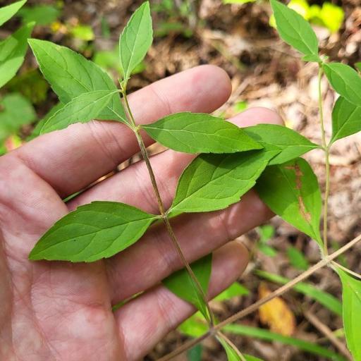 Pycnanthemum albescens other