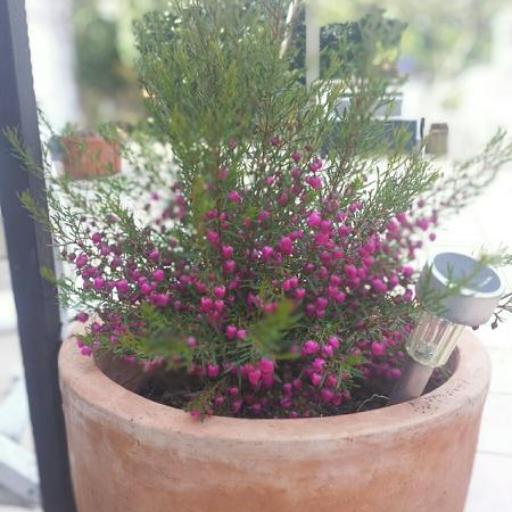 Boronia molloyae other