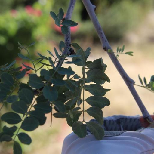 Lysiloma candidum other