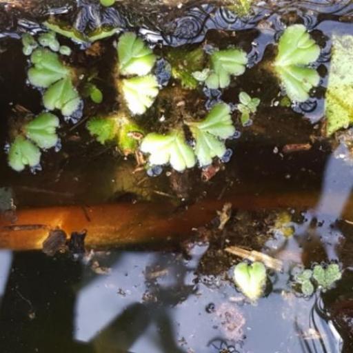 Ricciocarpos natans other