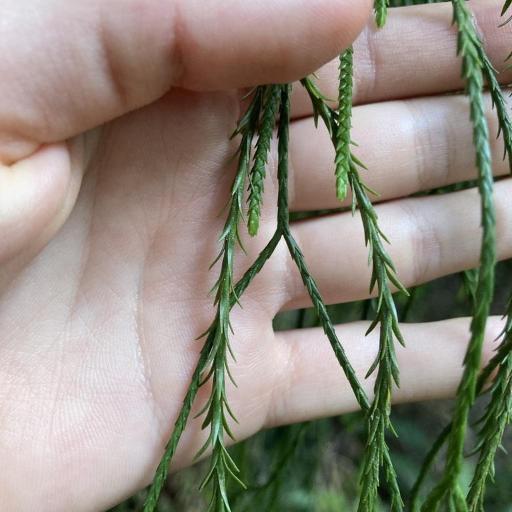 Huperzia billardierei other