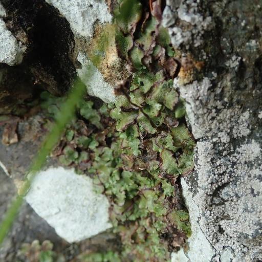 Marchantia quadrata other