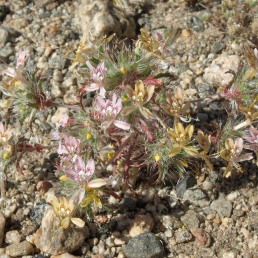 Loeseliastrum matthewsii other