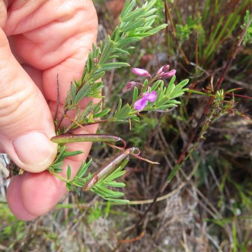 Indigofera angustifolia — search result for 'Indigofera'