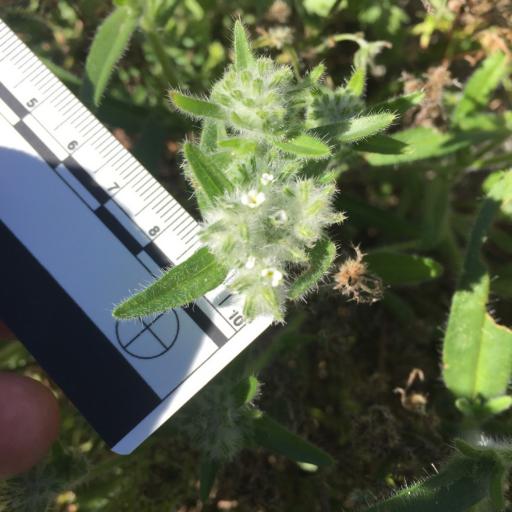 Cryptantha barbigera other