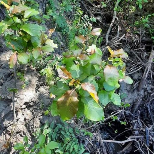Salix pyrolifolia other