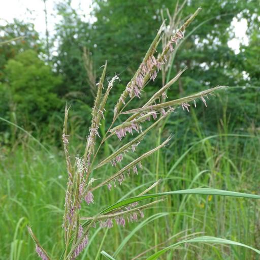 Sporobolus michauxianus — search result for 'Southeastern Canada'