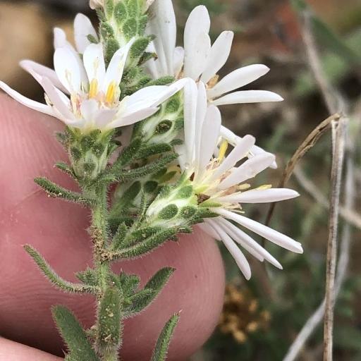 Symphyotrichum falcatum other